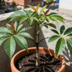 Siembra de mango en maceta: guía para huertos urbanos en México siembra-de-mango-en-maceta-huerta-urbana-1