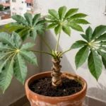 siembra-de-yuca-en-maceta-huerta-urbana-1