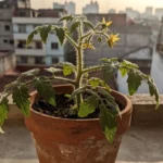 tomate-en-maceta-para-apartamento-huerta-urbana-1