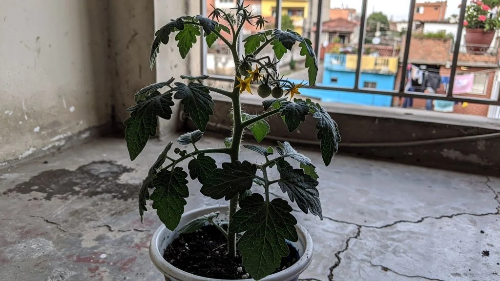 Tomate en maceta - Bogota