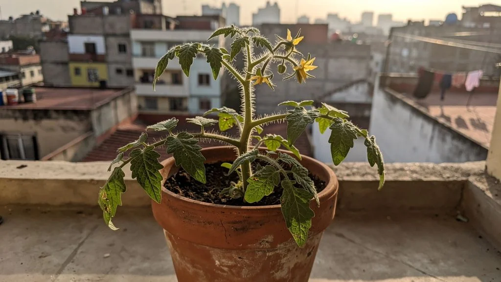 Tomate en maceta - Bogota