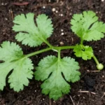 Brotes de cilantro para ensalada en casa brotes-de-cilantro-para-ensalada-huerta-urbana