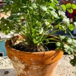 brotes-de-cilantro-para-ensalada09mexicoinformacionalcilantro-huerta-urbana-1