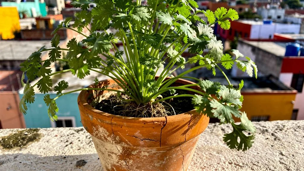 Cilantro en maceta - M&Atilde;&copy;xico