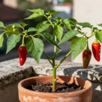 Guía para cultivar ají en macetas: tips para tu huerta urbana como-cultivar-aji-en-casa-huerta-urbana-1
