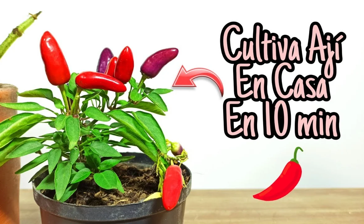 Aji en maceta - Buenos Aires