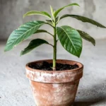 Cómo cultivar chirimoya y anón en Colombia en macetas y patios como-cultivar-chirimoya-y-anon-en-colombia-huerta-urbana-1