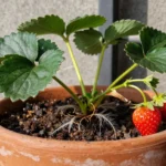 como-cultivar-fresas-todo-el-ano-en-maceta-huerta-urbana-1