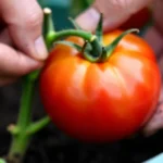 Tomate en maceta &mdash; Buenos Aires
