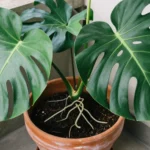 Cómo hacer fertilizante natural en México para tu huerta urbana como-hacer-fertilizante-natural-en-mexico-huerta-urbana-1