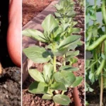 como-plantar-habas-en-el-huerto-paso-a-paso-huerta-urbana-1