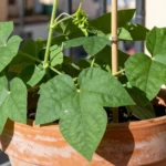 Cómo plantar judías verdes en maceta en España: guía urbana como-plantar-judias-verdes-en-maceta-en-espana-huerta-urbana-1