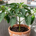 Cómo plantar pimientos de padrón en maceta en tu terraza o patio como-plantar-pimientos-de-padron-en-maceta-huerta-urbana-1
