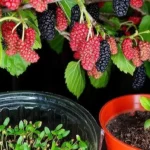 Cómo regar mora en maceta en Argentina: guía de huerta urbana como-regar-mora-en-maceta-en-argentina-huerta-urbana-1