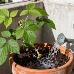 Cómo regar mora en maceta: guía para huertas urbanas en Argentina como-regar-mora-en-maceta-huerta-urbana-1