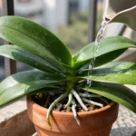 Cómo regar orquídeas en maceta en México para tu terraza o balcón como-regar-orquideas-en-maceta-en-mexico-huerta-urbana-1