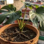 Cómo usar tierra de diatomeas insecticida ecológico en macetas como-usar-tierra-de-diatomeas-insecticida-ecologico-huerta-urbana-1