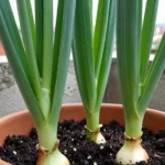 como-y-cuando-plantar-cebollas-en-colombia-huerta-urbana-1