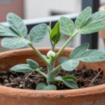cuando-plantar-habas-en-el-huerto-paso-a-paso-51-huerta-urbana-1