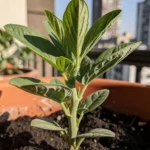 Cuándo plantar habas en el huerto paso a paso en macetas cuando-plantar-habas-en-el-huerto-paso-a-paso-huerta-urbana-1