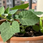 cuando-se-siembran-las-judias-verdes-en-espana-huerta-urbana-1