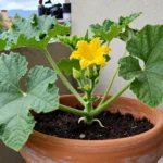 Cuándo sembrar calabaza en Colombia: guía para huertas urbanas cuando-sembrar-calabaza-en-colombia-huerta-urbana-1
