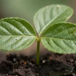 cuando-sembrar-las-judias-verdes-en-huerto-0-huerta-urbana-1