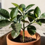 Cuándo sembrar naranja en Brasil: guía para huertas urbanas cuando-sembrar-naranja-en-brasil-huerta-urbana-1