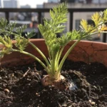 Cuándo sembrar zanahorias en el huerto en México: guía urbana cuando-sembrar-zanahorias-en-el-huerto-en-mexico-huerta-urbana-1