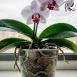 cuidados-de-orquidea-phalaenopsis-en-casa-colombia-huerta-urbana-1