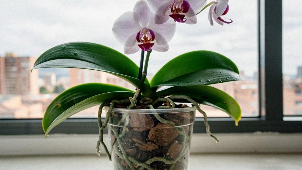 Cuidados de orquidea phalaenopsis en casa colombia en maceta - Bogota
