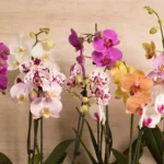 Cuidados de orquídea phalaenopsis en maceta para tu hogar urbano cuidados-de-orquidea-phalaenopsis-en-maceta-huerta-urbana-1