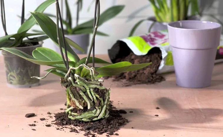Cuidados de orquidea phalaenopsis en maceta en maceta - Latinoamerica
