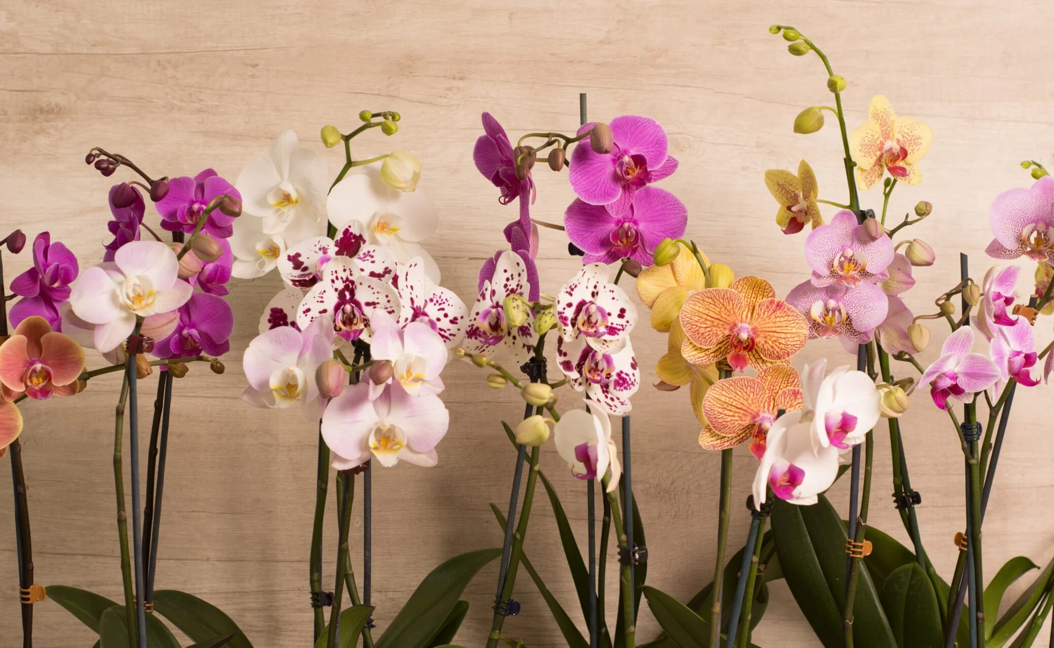 Cuidados de orquidea phalaenopsis en maceta en maceta - Latinoamerica