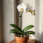 cuidados-orquidea-phalaenopsis-en-casa-huerta-urbana
