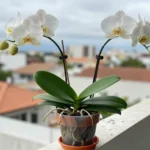 cuidar-orquidea-phalaenopsis-en-maceta-huerta-urbana