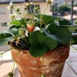 Cultivar fresón para principiantes en balcón: guía urbana fácil cultivar-freson-para-principiantes-en-balcon-huerta-urbana-1