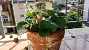 Cultivar fresón para principiantes en balcón: guía urbana fácil