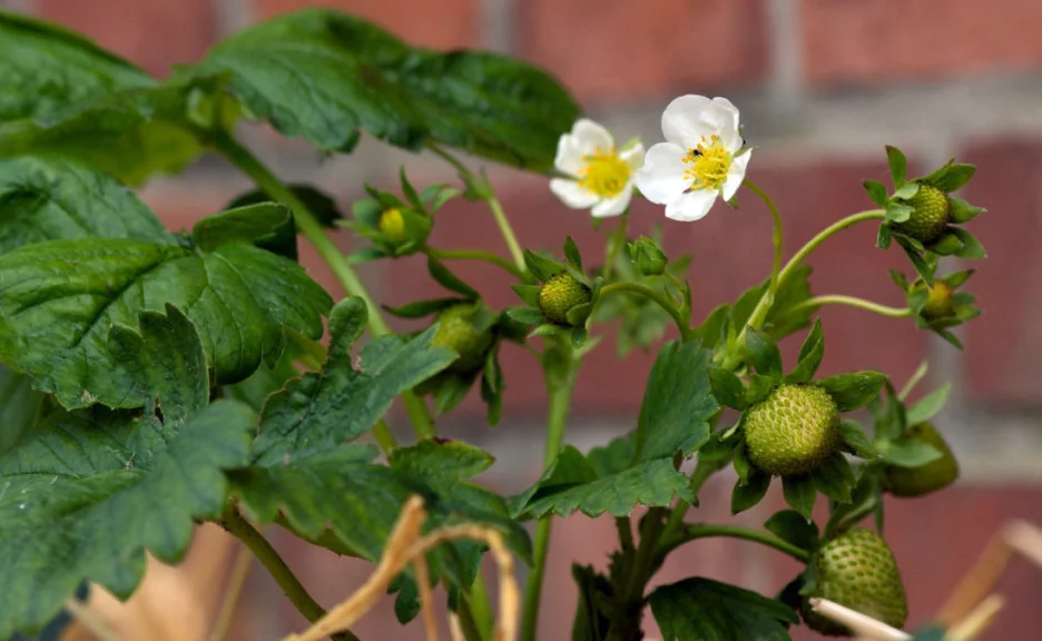 Cultivar freson para principiantes en balcon en maceta - Santiago