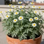 Cultivo de manzanilla en terraza en Chile: guía para huertas urba cultivo-de-manzanilla-en-terraza-en-chile-huerta-urbana-1