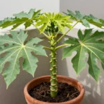 Guía de cultivo de papaya en maceta y terraza: consejos urbanos cultivo-de-papaya-urbano-en-maceta-huerta-urbana-1