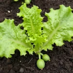 Distancia entre lechugas en el huerto urbano: guía exacta distancia-entre-lechugas-en-el-huerto-huerta-urbana
