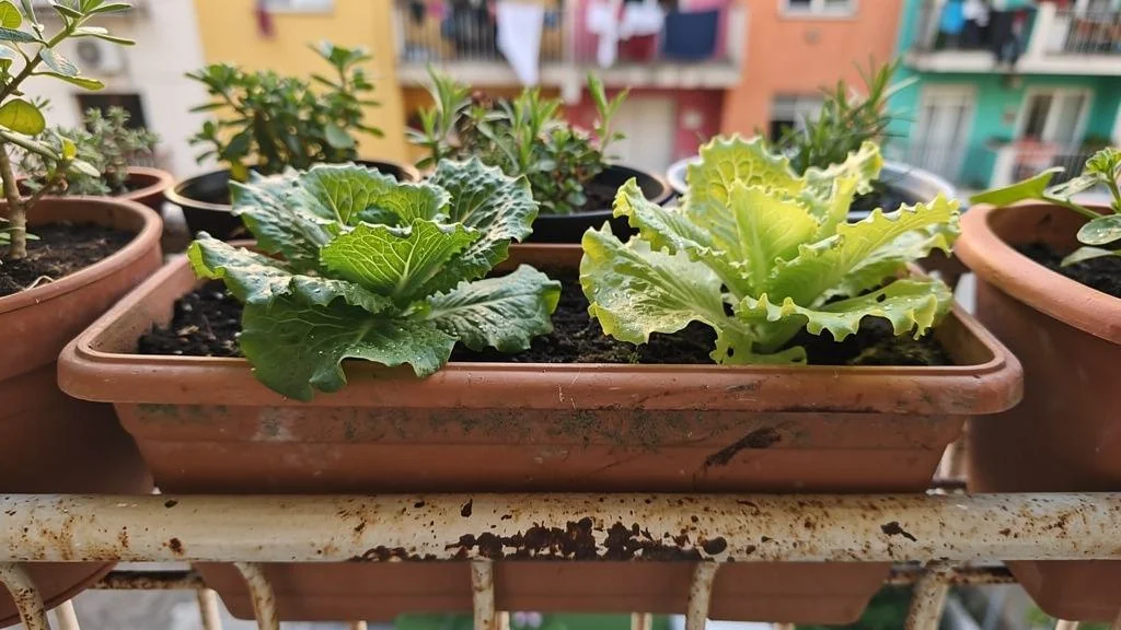 Lechuga en maceta - Latinoamerica