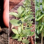 Época de siembra de habas en España para huertos urbanos epoca-de-siembra-de-habas-en-espana-0-huerta-urbana-1