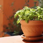 Época para sembrar albahaca en tu huerta urbana en Ecuador epoca-para-sembrar-albahaca-huerta-urbana-1