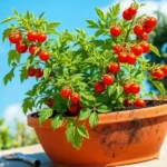 Época para sembrar tomate cherry en huertas urbanas de Chile epoca-para-sembrar-tomate-cherry-huerta-urbana-1
