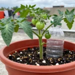 fertilizante-natural-casero-para-plantas-en-mexico-huerta-urbana