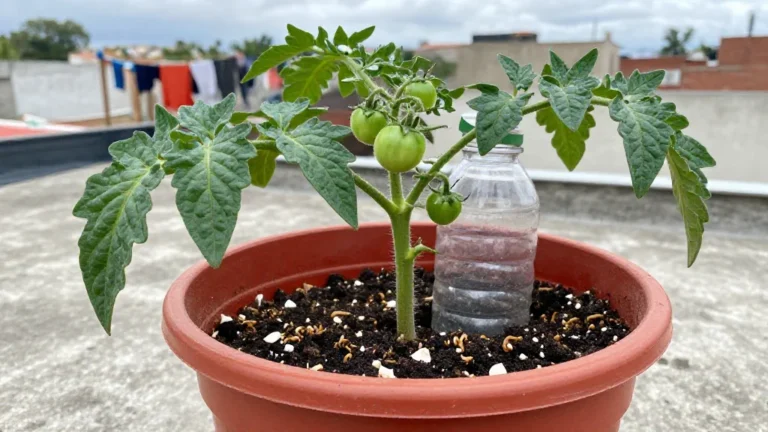 Fertilizante natural casero para plantas en México