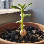 Cómo germinar garbanzos en casa para tu huerta urbana en México garbanzos-germinados-en-casa016mexicoinformacionalgarbanzo-huerta-urbana-1