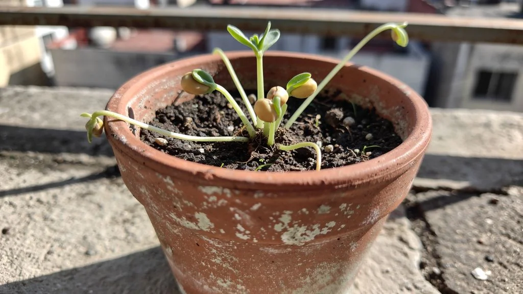 Garbanzos germinados en casa;0;16;mexico;informacional;garbanzo en maceta - M&Atilde;&copy;xico